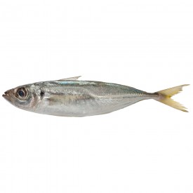 Horsemackerel* 300+ gr. Norway Global W/R 20 kg.