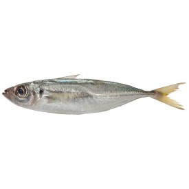 Horsemackerel* 300/500 gr. ES. W/R 20 kg.