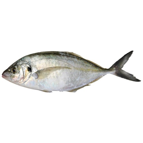Trevally* 300-800 gr. W/R 10 kg.