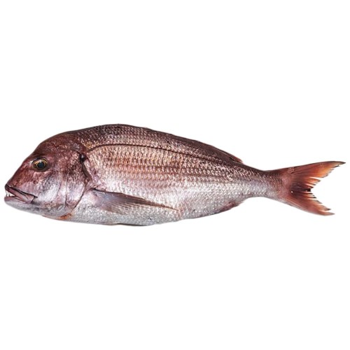 Dorade* Denton W/R 800-1200 gr. 10 kg.