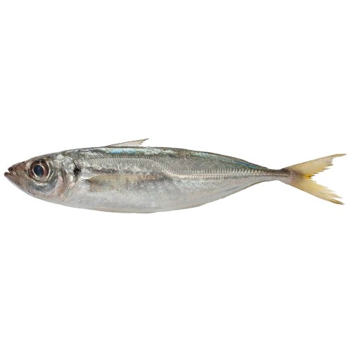Horsemackerel* 300+ gr. Norway Global W/R 20 kg.