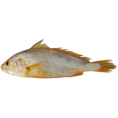 Yellow* Croaker W/G 500/1000 gr. 1 x 10 kg.