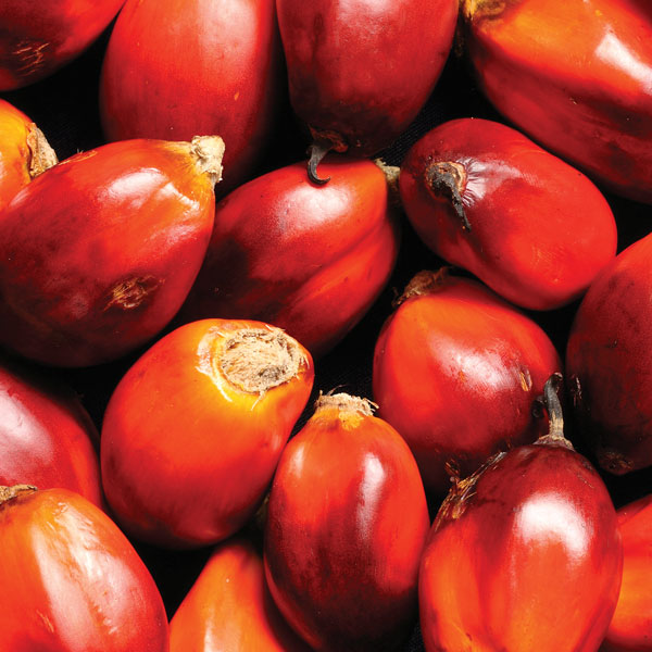 Palmoil / Palmsoup